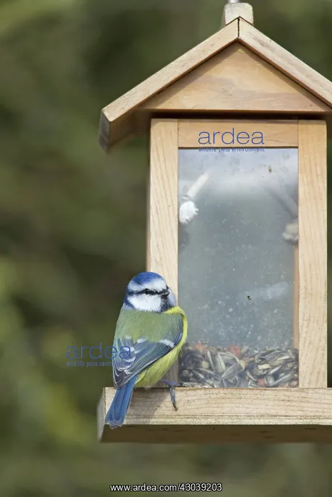  : Blue Tit adult at bird feeder