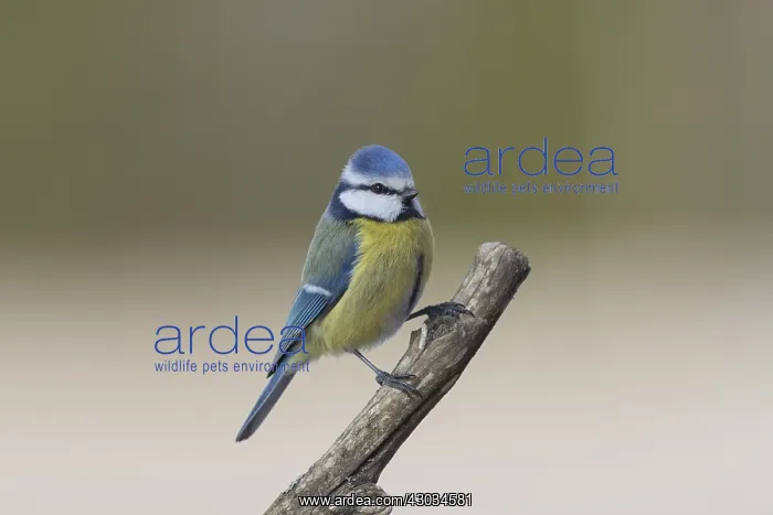  : Blue Tit - adult bird - Germany