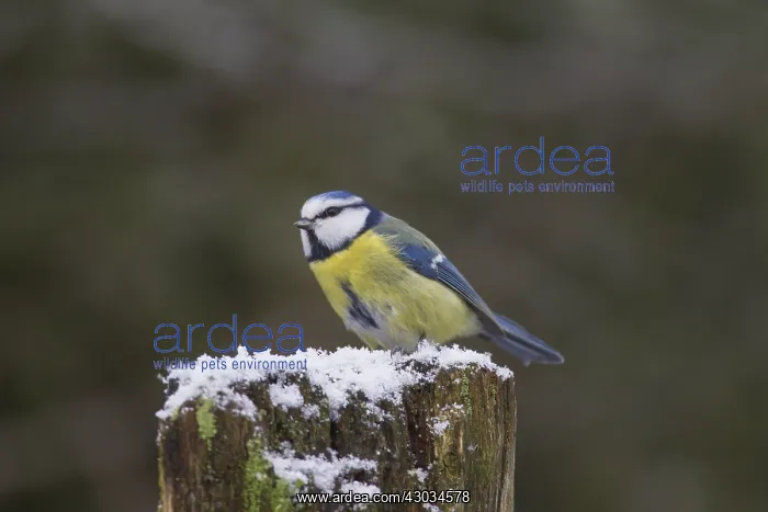  : Blue Tit - adult bird in winter - Germany