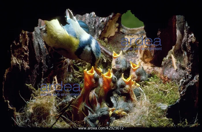 : BLUE TIT - adult feeding chicks, 8 days old : BLUE TIT - adult feeding chicks, 8 days old