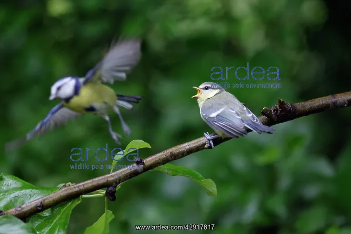 : Blue Tit - adult with fledgling : Blue Tit - adult with fledgling