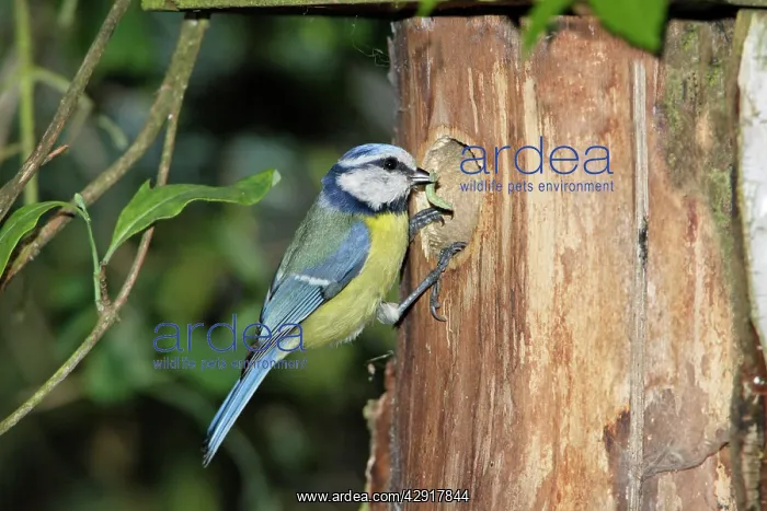 : Blue Tit - adult with food at nestbox entrance : Blue Tit - adult with food at nestbox entrance