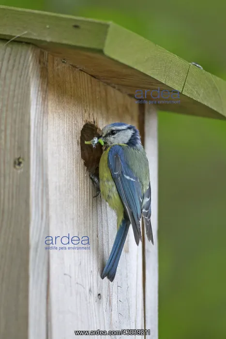  : Blue Tit adult at nest box