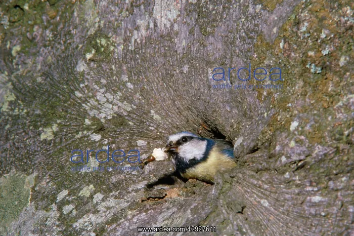 : Blue Tit - adult removing fecal sac from nest : Blue Tit - adult removing fecal sac from nest