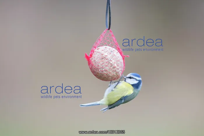 : Blue Tit - adult tit at a bird feeder - Germany : Blue Tit - adult tit at a bird feeder - Germany