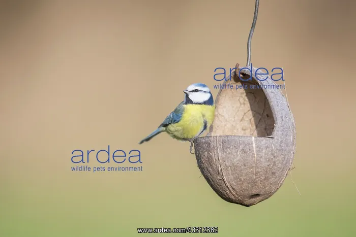 : Blue Tit - adult tit at a bird feeder - Germany : Blue Tit - adult tit at a bird feeder - Germany