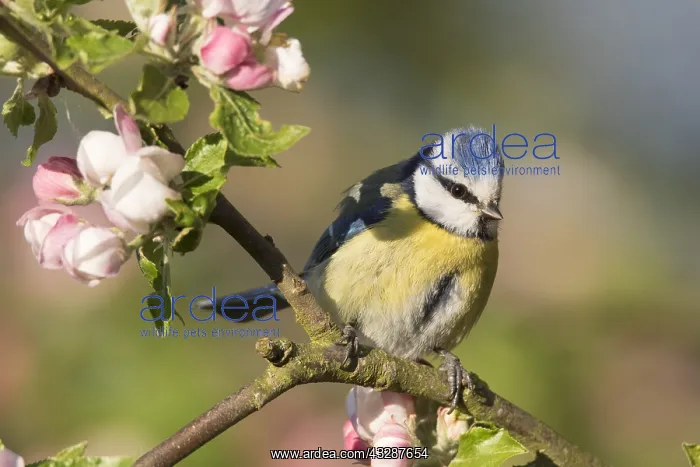 : Blue Tit - adult tit perched in flowering apple : Blue Tit - adult tit perched in flowering apple