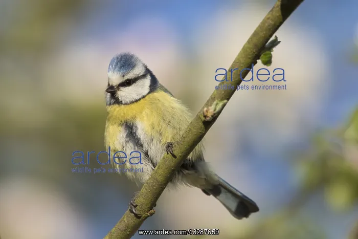: Blue Tit - adult tit perched in flowering apple : Blue Tit - adult tit perched in flowering apple