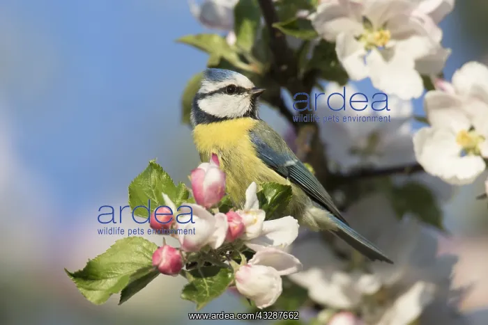 : Blue Tit - adult tit perched in flowering apple : Blue Tit - adult tit perched in flowering apple