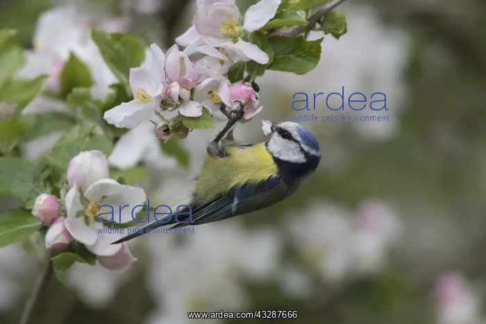 : Blue Tit - adult tit perched in flowering apple : Blue Tit - adult tit perched in flowering apple