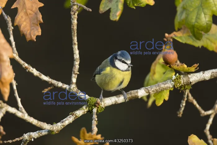 : Blue Tit - Autumn - Cornwall - UK : Blue Tit - Autumn - Cornwall - UK