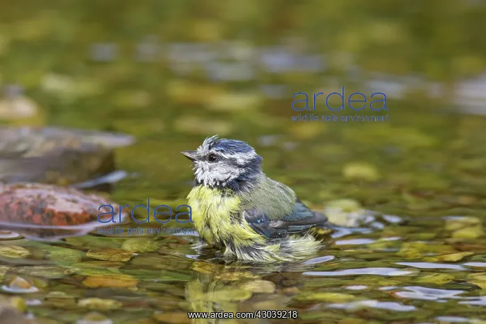  : Blue Tit bathing