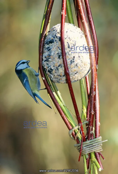 : BLUE TIT - on bird feeder : BLUE TIT - on bird feeder