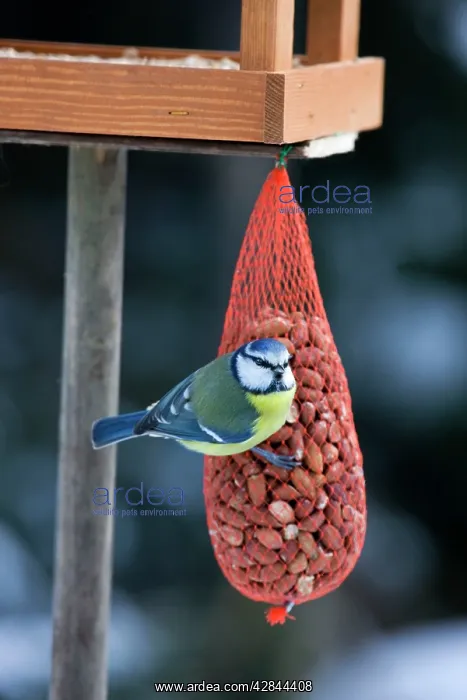 : Blue Tit - on bird feeder (bag of nuts) in winter : Blue Tit - on bird feeder (bag of nuts) in winter