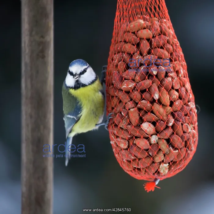 : Blue Tit - on bird feeder (bag of nuts) in winter : Blue Tit - on bird feeder (bag of nuts) in winter