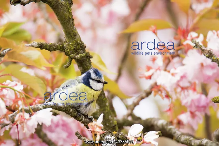 : Blue tit bird in a flowering cherry tree : Blue tit bird in a flowering cherry tree