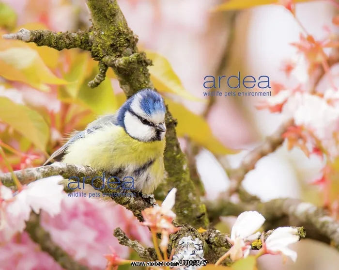 : Blue tit bird in a flowering cherry tree : Blue tit bird in a flowering cherry tree