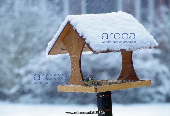 : Blue TIT - on a bird table, in the snow : Blue TIT - on a bird table, in the snow