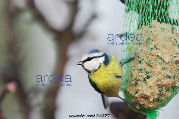  : Blue Tit - on birdfeeder in winter