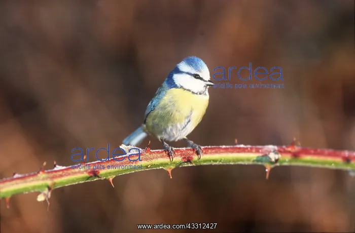 : Blue TIT - on branch : Blue TIT - on branch