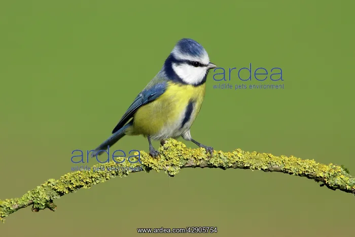: Blue Tit - on branch in garden : Blue Tit - on branch in garden