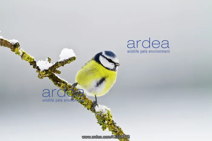 : Blue Tit - on branch in snow : Blue Tit - on branch in snow