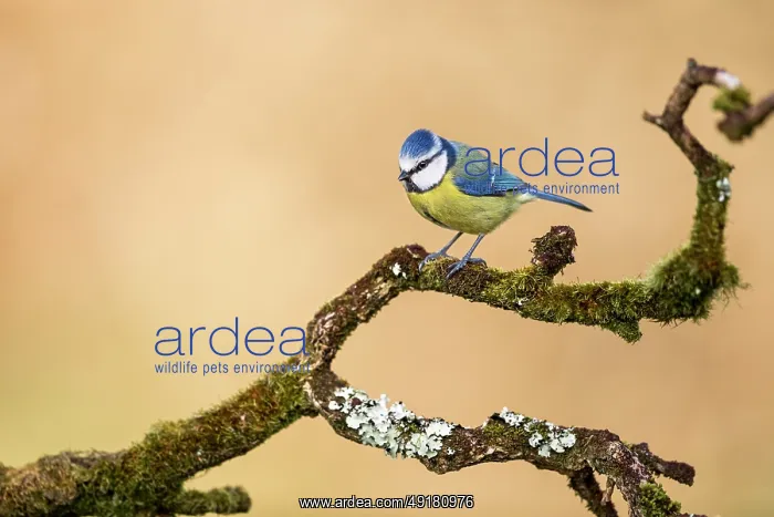  : Blue Tit - on Branch - UK