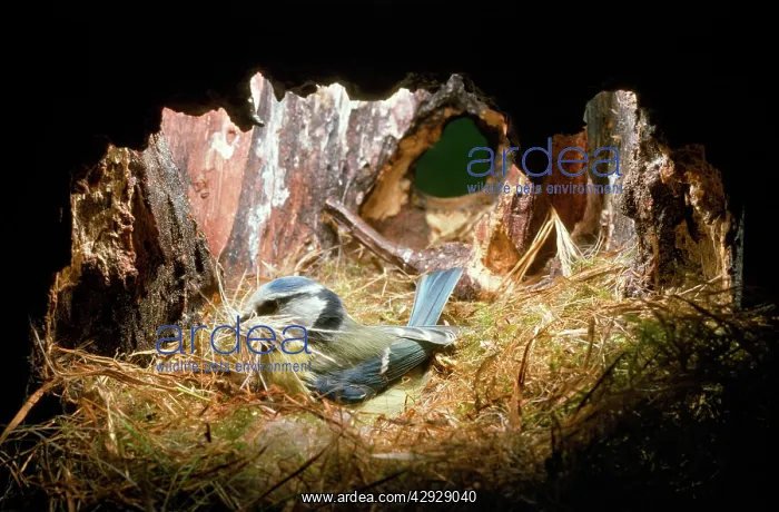 : BLUE TIT - Brings material to nest : BLUE TIT - Brings material to nest
