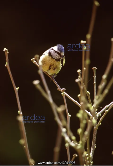 : BLUE TIT - with caterpillar / larvae in beak : BLUE TIT - with caterpillar / larvae in beak