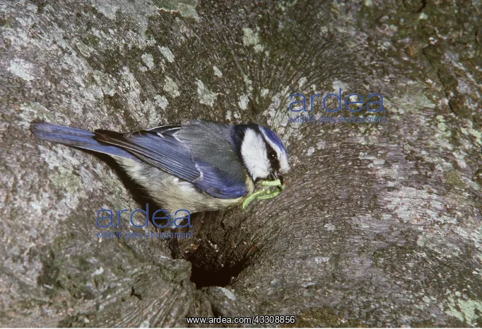 : Blue Tit - Caterpillar / larvae In Mouth : Blue Tit - Caterpillar / larvae In Mouth