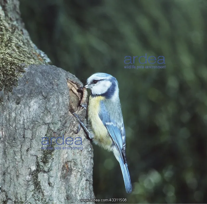 : BLUE TIT - With caterpillar / larvae at nest hole : BLUE TIT - With caterpillar / larvae at nest hole