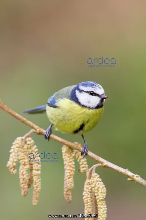 : Blue Tit - on catkins : Blue Tit - on catkins