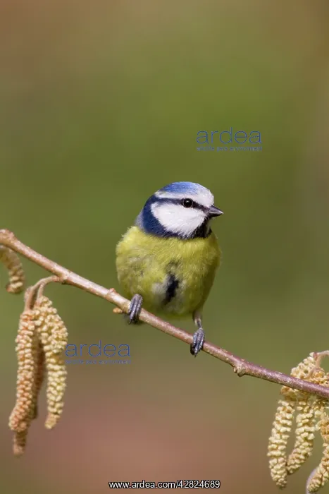 : Blue Tit - on catkins : Blue Tit - on catkins