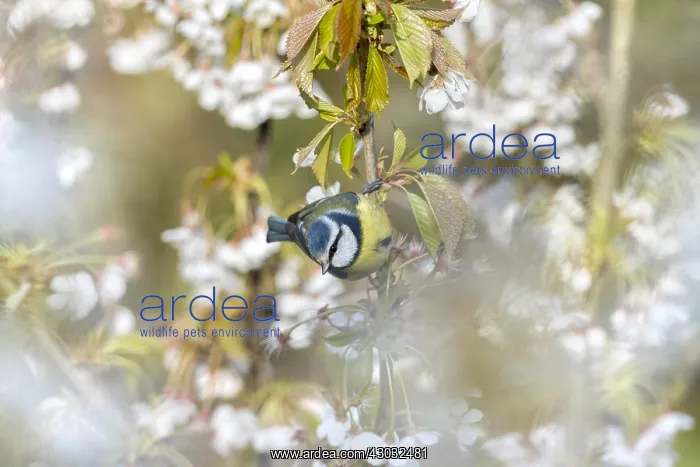  : Blue Tit - on Cherry Blossom - Cornwall - UK
