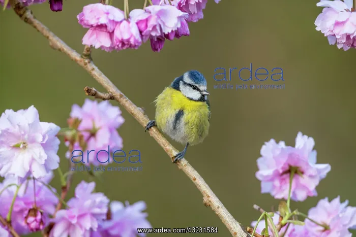  : Blue Tit - On Cherry Blossom - Cornwall -UK