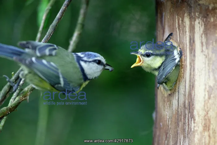 : Blue Tit - chick begging for food at nestbox entrance : Blue Tit - chick begging for food at nestbox entrance
