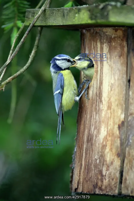 : Blue Tit - chick begging for food at nestbox entrance : Blue Tit - chick begging for food at nestbox entrance