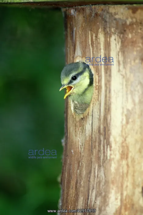 : Blue Tit - chick at nestbox entrance : Blue Tit - chick at nestbox entrance