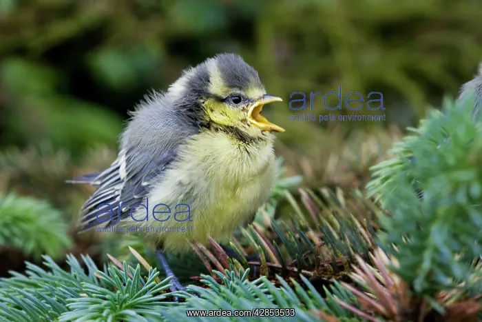: Blue tit - chick in pine tree : Blue tit - chick in pine tree