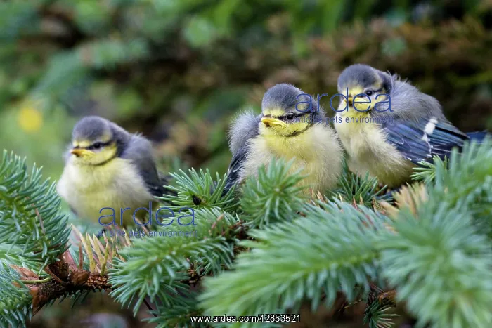  : Blue tit - three chicks in pine tree