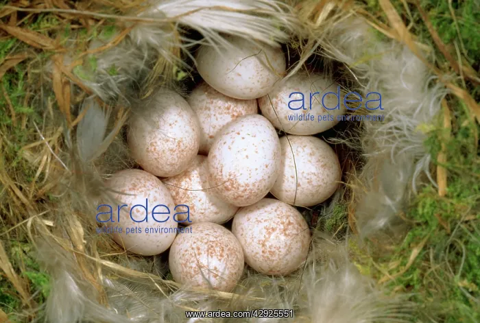 : Blue TIT- clutch of eggs. Nest lined with feathers : Blue TIT- clutch of eggs. Nest lined with feathers