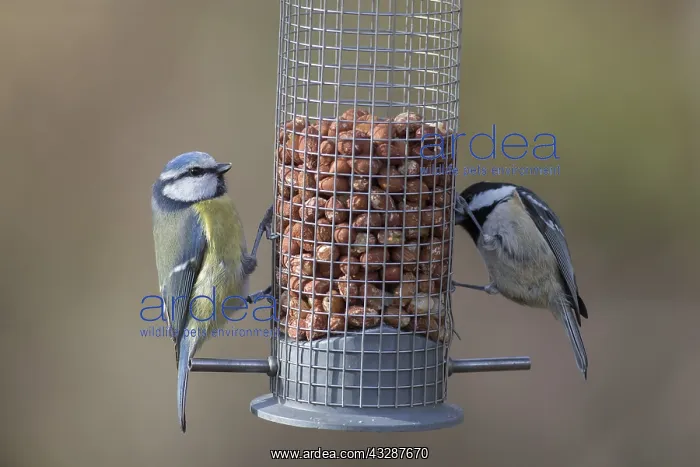 : Blue Tit and Coal Tit - at a feeding station - Scotland : Blue Tit and Coal Tit - at a feeding station - Scotland
