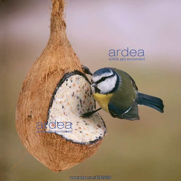 : BLUE TIT - on coconut filled with seeds, nut & : BLUE TIT - on coconut filled with seeds, nut &