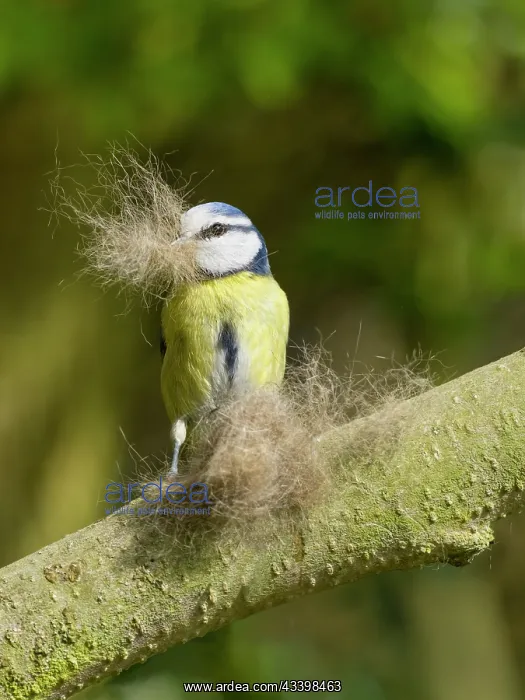 : Blue tit - collecting cat fur for nest building : Blue tit - collecting cat fur for nest building