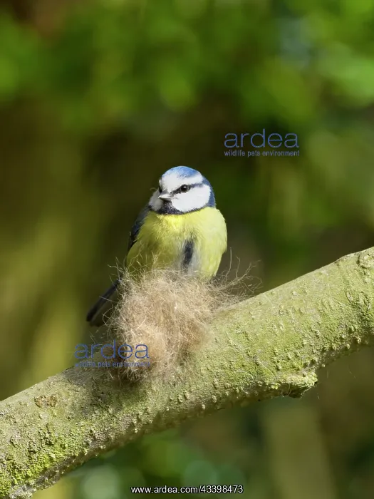 : Blue tit - collecting cat fur for nest building : Blue tit - collecting cat fur for nest building
