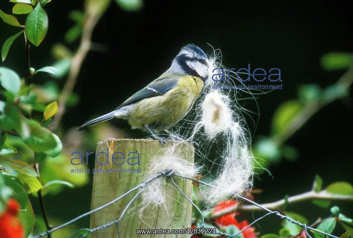: Blue TIT - Collecting dog hair for nest : Blue TIT - Collecting dog hair for nest