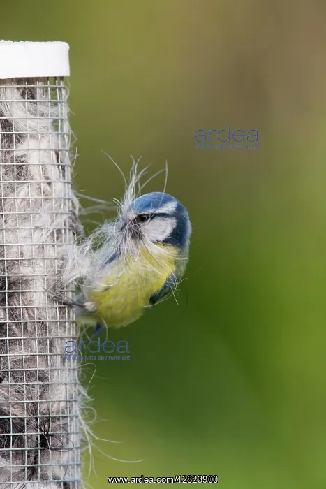 : Blue Tit - collecting nesting material : Blue Tit - collecting nesting material