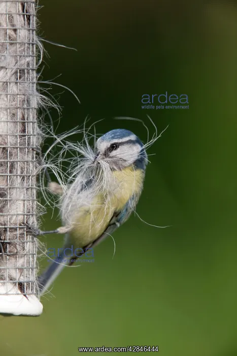 : Blue Tit - collecting wool and hair form an old birdfeeder : Blue Tit - collecting wool and hair form an old birdfeeder
