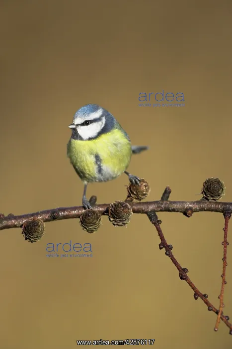 : Blue Tit - On conifer branch : Blue Tit - On conifer branch