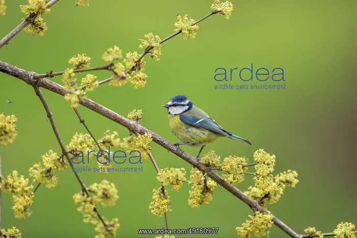  : Blue Tit - on Cornellian Cherry Blossom - UK